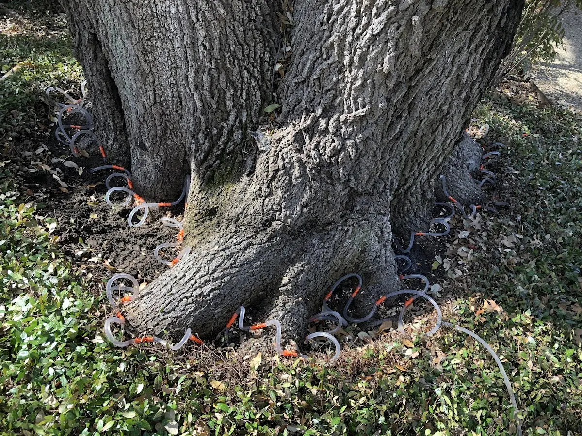 Detailed Tree Cabling and Bracing job site in Valdosta