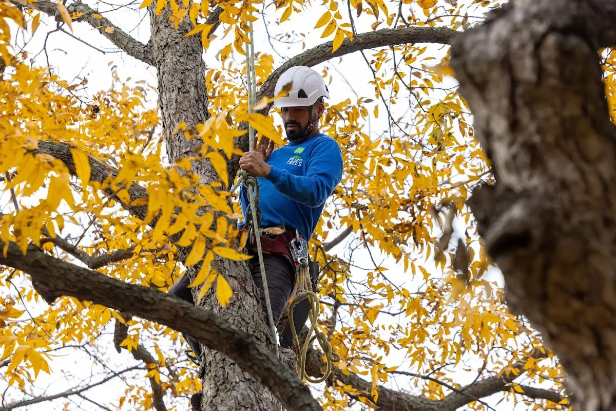 Skilled Tree Planing crew working in Valdosta
