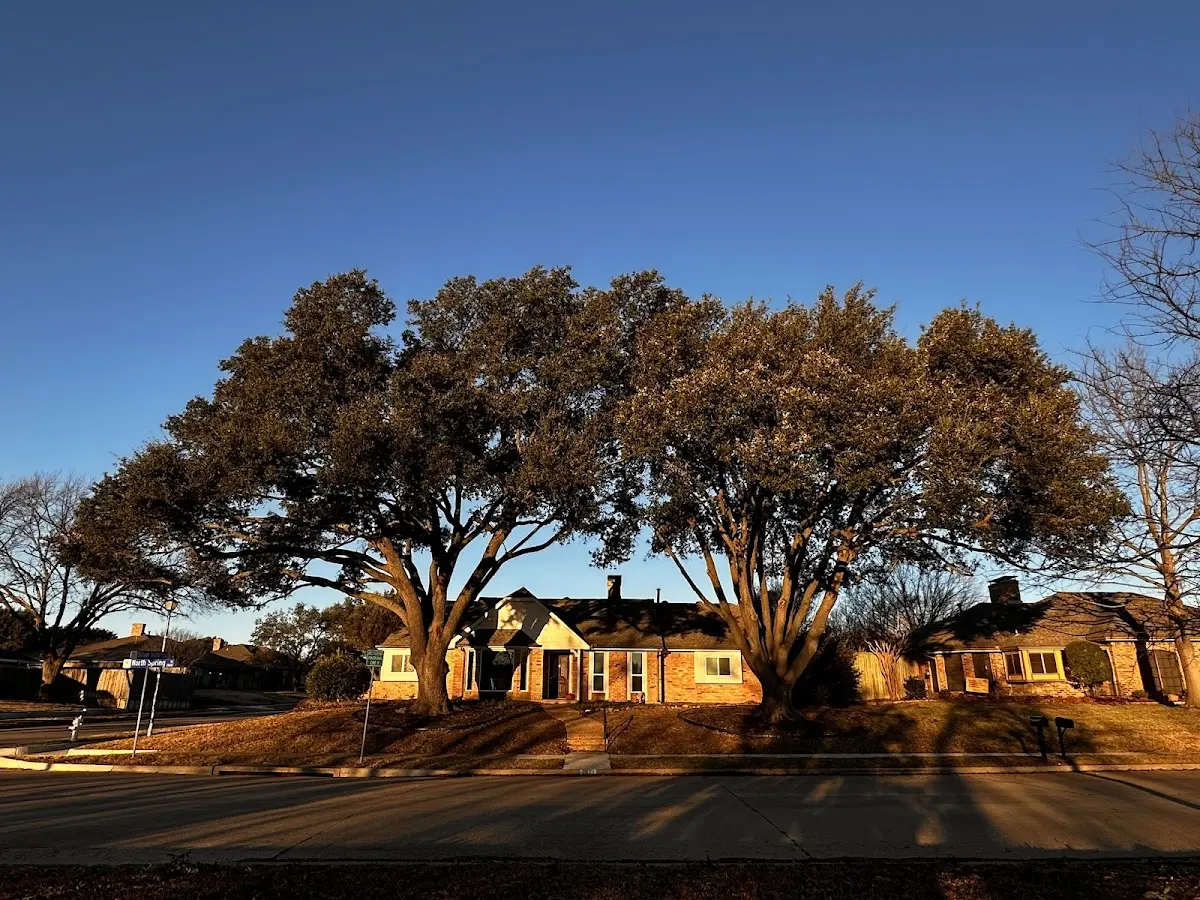 Established residential canopy tree shading a home in Valdosta